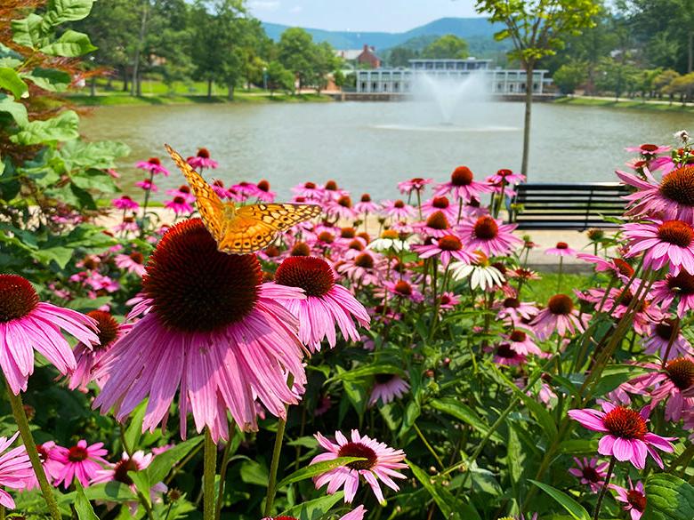 A butterfly landed on a flower overlooking the Reflecting Pond